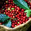 Cà phê Arabica chín 100% Bao bố 250g